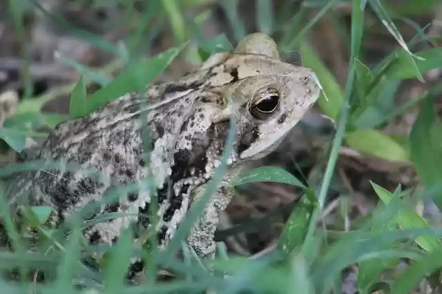 Free download Frog Green Animal -  free photo or picture to be edited with GIMP online image editor