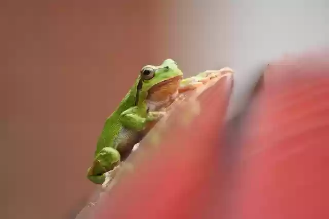 Free download Frog Green Tree Amphibians -  free photo or picture to be edited with GIMP online image editor