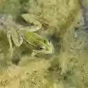 Frog in the moss  screen for extension Chrome web store in OffiDocs Chromium