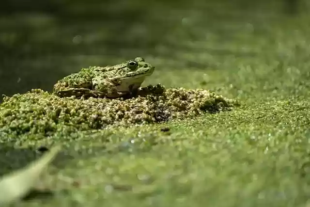 Free download frog marsh frog frog sitting free picture to be edited with GIMP free online image editor