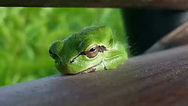 Free download Frog Nature Green Animal World -  free photo or picture to be edited with GIMP online image editor