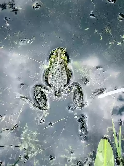 Free download Frog Nature Water -  free photo or picture to be edited with GIMP online image editor