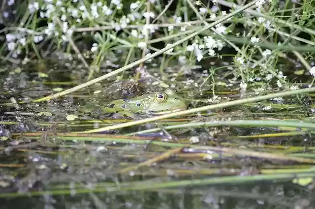 Free download Frog Pond Animal -  free photo or picture to be edited with GIMP online image editor