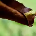 Frogs hide in leaves  screen for extension Chrome web store in OffiDocs Chromium