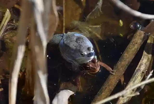 Free download Frogs Rana Arvalis Blue Male -  free photo or picture to be edited with GIMP online image editor