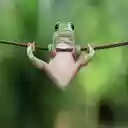 frog swing wallpaper  screen for extension Chrome web store in OffiDocs Chromium