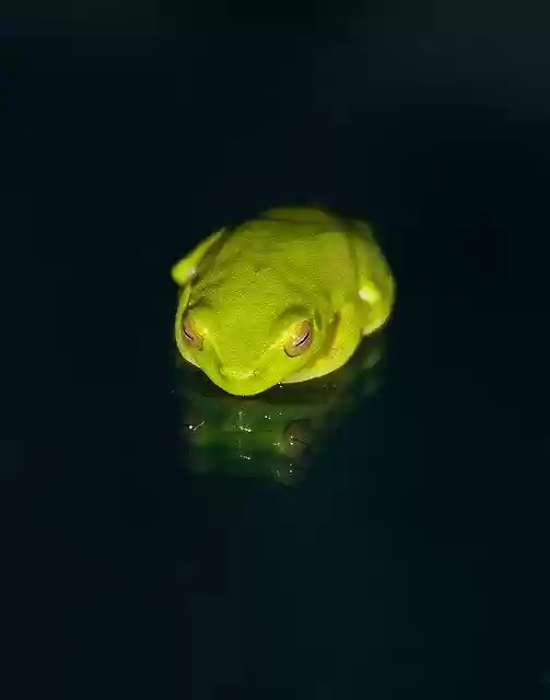 Free download Frog Wildlife Green -  free photo or picture to be edited with GIMP online image editor