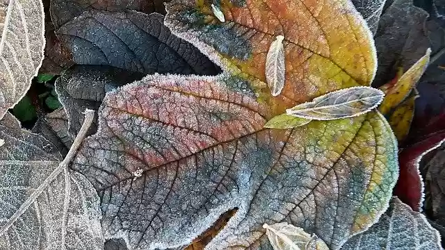 Free download Frost Autumn Cold -  free free photo or picture to be edited with GIMP online image editor
