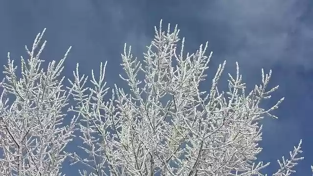 Free download Frost Branches Snow -  free photo or picture to be edited with GIMP online image editor