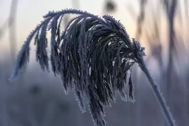 Free download Frost Cold Plant -  free free photo or picture to be edited with GIMP online image editor