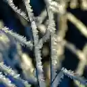 Frost dried tree  screen for extension Chrome web store in OffiDocs Chromium