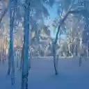 Frosted Forest Sunlight  screen for extension Chrome web store in OffiDocs Chromium