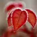 Frosted heart leaves  screen for extension Chrome web store in OffiDocs Chromium