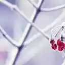Frosted Winter Berries  screen for extension Chrome web store in OffiDocs Chromium
