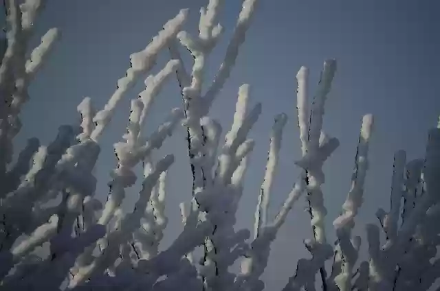 Free download frost ice stalks snow capped free picture to be edited with GIMP free online image editor