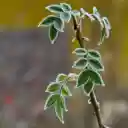 Frost rose tree  screen for extension Chrome web store in OffiDocs Chromium