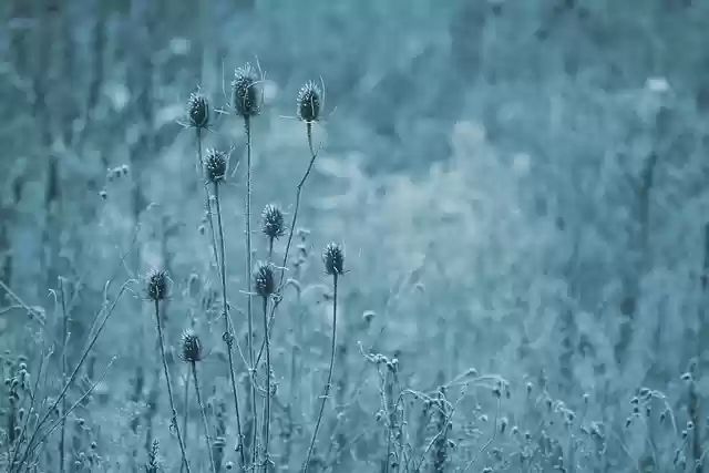 Free download frozen meadow field ice cold free picture to be edited with GIMP free online image editor