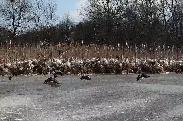 Free download Frozen Nature Cold free photo template to be edited with GIMP online image editor