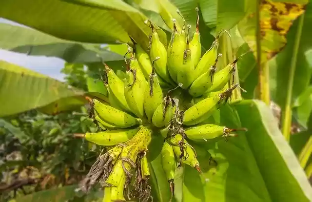 Free download Fruit Banana Tree -  free free photo or picture to be edited with GIMP online image editor