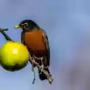 Fruit Bird  screen for extension Chrome web store in OffiDocs Chromium