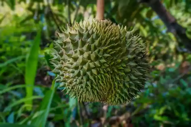 Gratis download Fruit Durian Tropical - gratis foto of afbeelding om te bewerken met GIMP online afbeeldingseditor