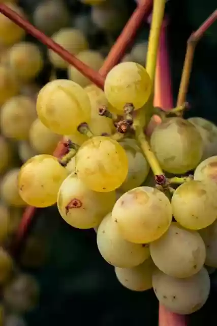 Free download fruit grape fall agriculture free picture to be edited with GIMP free online image editor