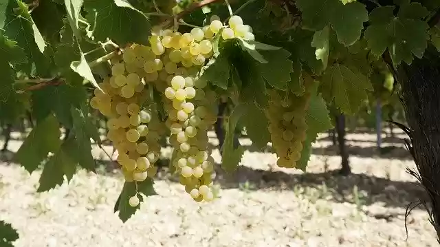 Free download Fruit Grape Vine -  free free photo or picture to be edited with GIMP online image editor