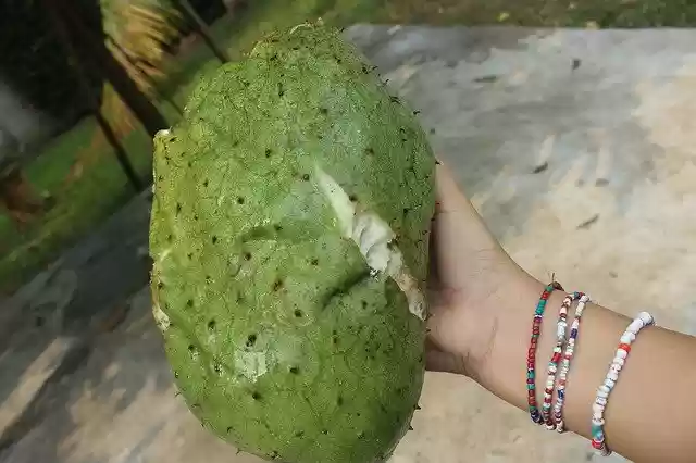 Free download Fruit Guanabana Healthy -  free photo or picture to be edited with GIMP online image editor