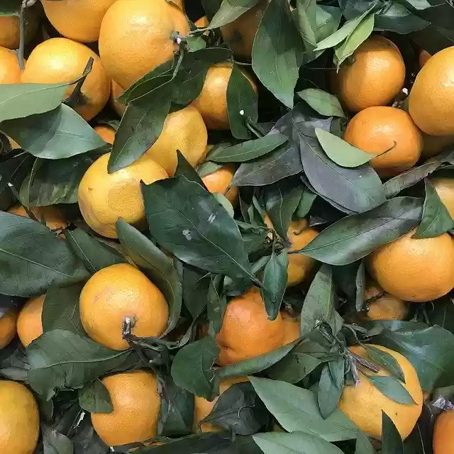 Free download Fruit Orange Green free photo template to be edited with GIMP online image editor