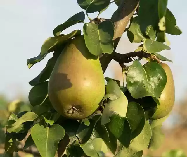 Free download fruit pears organic tree free picture to be edited with GIMP free online image editor