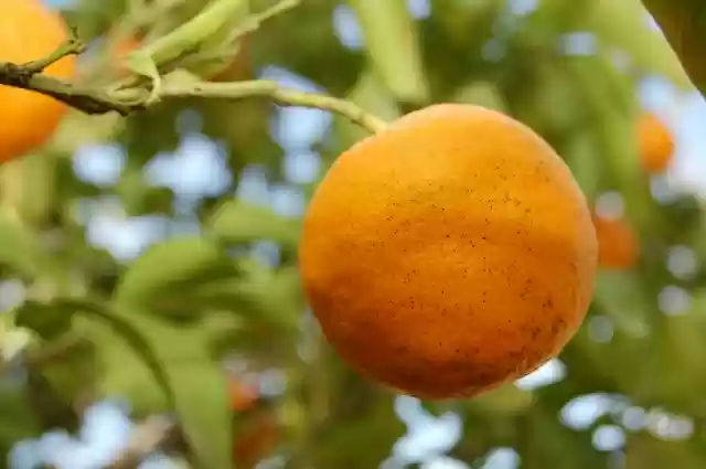 Free download Fruit Plant Nature -  free photo or picture to be edited with GIMP online image editor