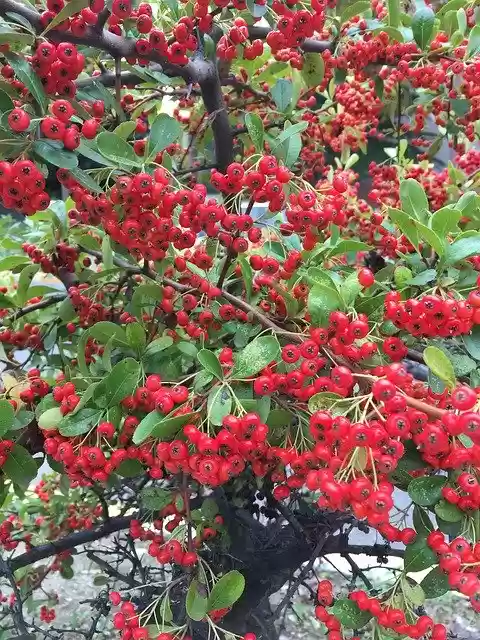 Free download Fruit Red Vitamins -  free photo or picture to be edited with GIMP online image editor