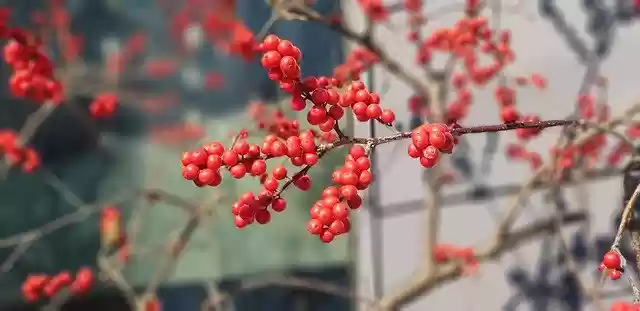 Free download Fruit Red Winter -  free free photo or picture to be edited with GIMP online image editor