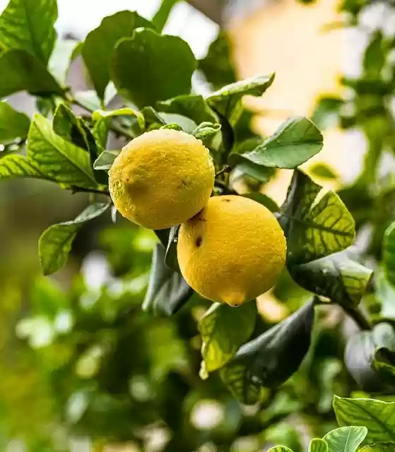 Free download fruits lemons lemon tree tree free picture to be edited with GIMP free online image editor
