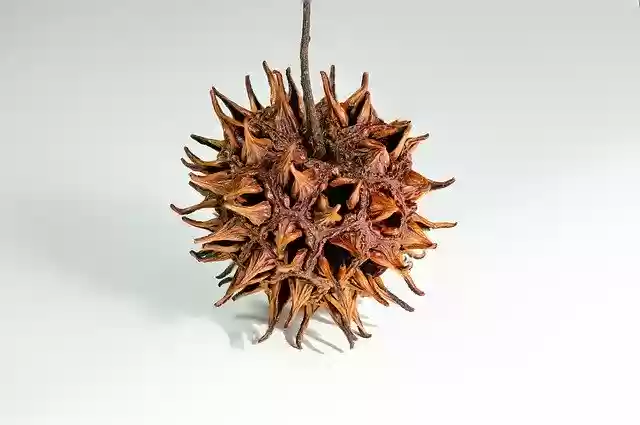 Free download Fruit Sweetgum -  free free photo or picture to be edited with GIMP online image editor