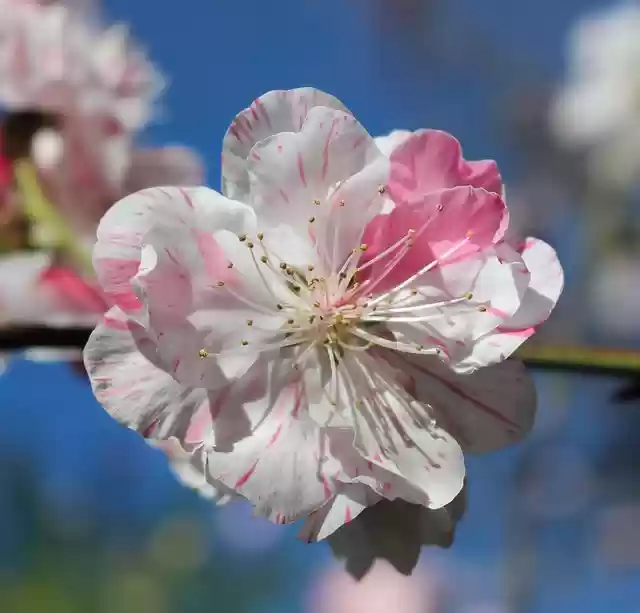 Free download fruit tree blossom ornamental peach free picture to be edited with GIMP free online image editor