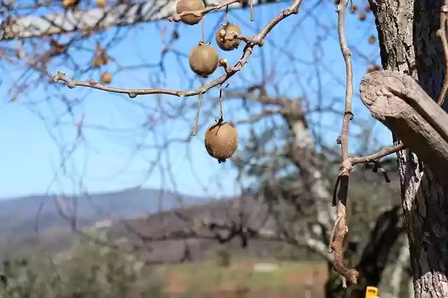 Free download Fruit Tree Nature -  free photo or picture to be edited with GIMP online image editor