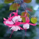 Fuchsia flower wallpaper  screen for extension Chrome web store in OffiDocs Chromium