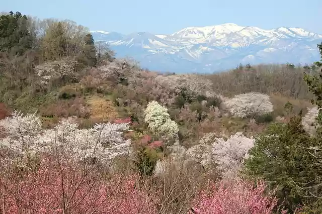 Free download fukushima hanamiyama cherry blossoms free picture to be edited with GIMP free online image editor
