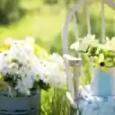 Full basket of white chrysanthemums  screen for extension Chrome web store in OffiDocs Chromium