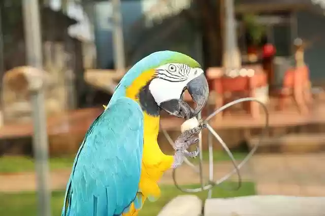 Free download Full Color Parrots Parrot Colorful -  free photo or picture to be edited with GIMP online image editor