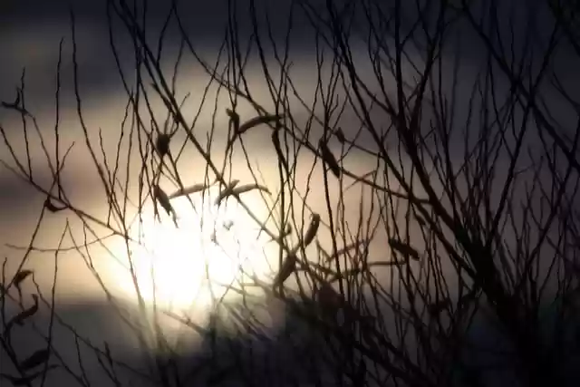 Free download full moon silhouette trees branches free picture to be edited with GIMP free online image editor