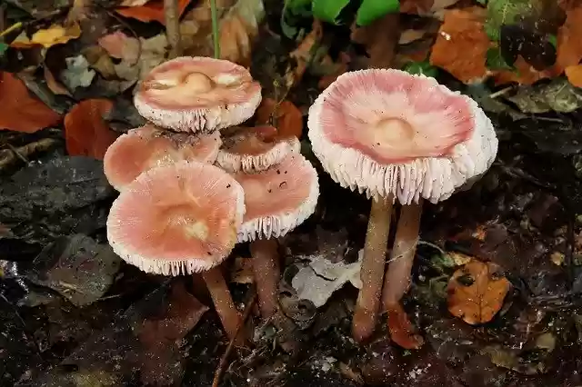 Free download Fungi Forrest -  free photo or picture to be edited with GIMP online image editor