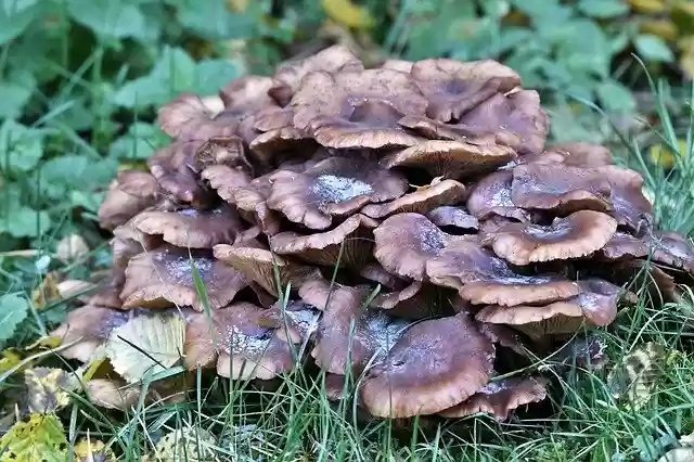 Gratis download Fungi Mushrooms Autumn - gratis foto of afbeelding om te bewerken met GIMP online afbeeldingseditor
