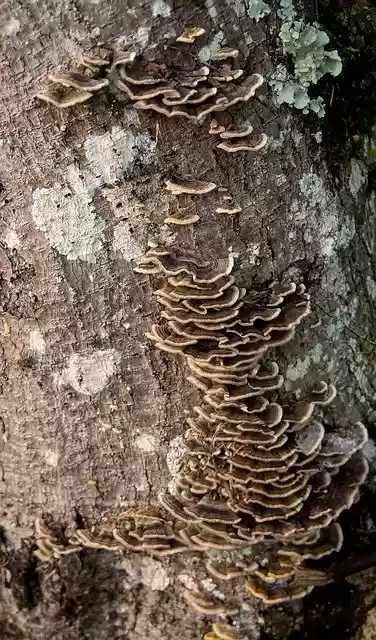 Free download Fungus Brown Bracket -  free photo or picture to be edited with GIMP online image editor