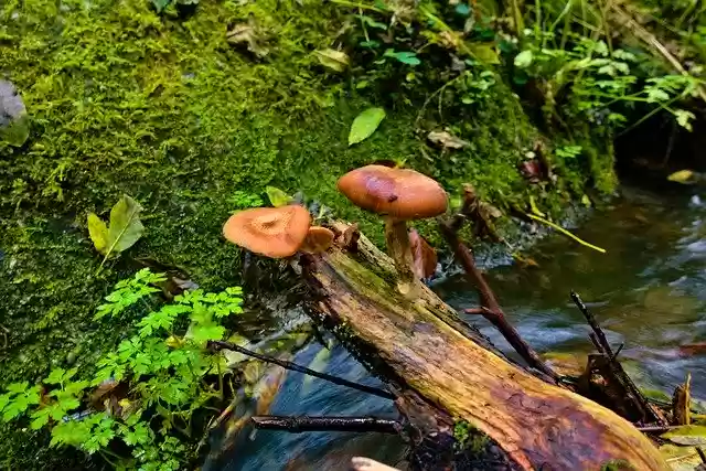 Free download Fungus Brown Nature -  free photo or picture to be edited with GIMP online image editor