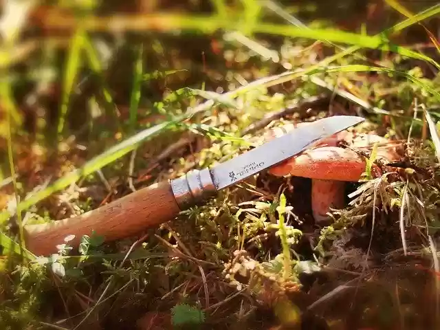 Free download Fungus Fall Knife -  free photo or picture to be edited with GIMP online image editor