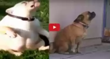 Free download Funny animals videos website free photo or picture to be edited with GIMP online image editor