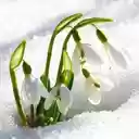Galanthus nivalis wallpapers  screen for extension Chrome web store in OffiDocs Chromium