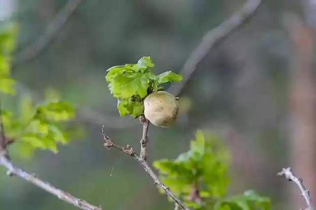 Free download Galls Oak -  free photo or picture to be edited with GIMP online image editor